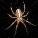 Sivun Araneus kapiolaniae Simon 1900 kuva