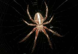 Image of Araneus kapiolaniae Simon 1900