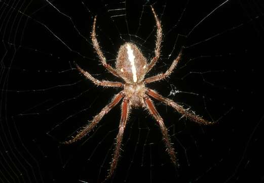 Imagem de Araneus kapiolaniae Simon 1900