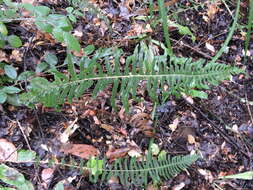 Image of Blechnum hastatum Kaulf.