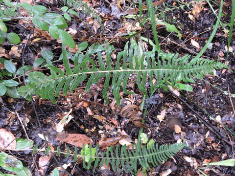 Sivun Blechnum hastatum Kaulf. kuva