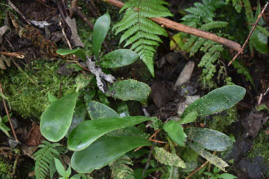 Imagem de Antrophyopsis boryana (Willd.) Schuettp.