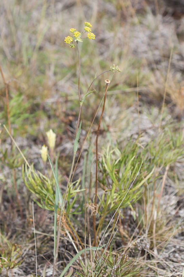 Bupleurum americanum Coult. & Rose resmi