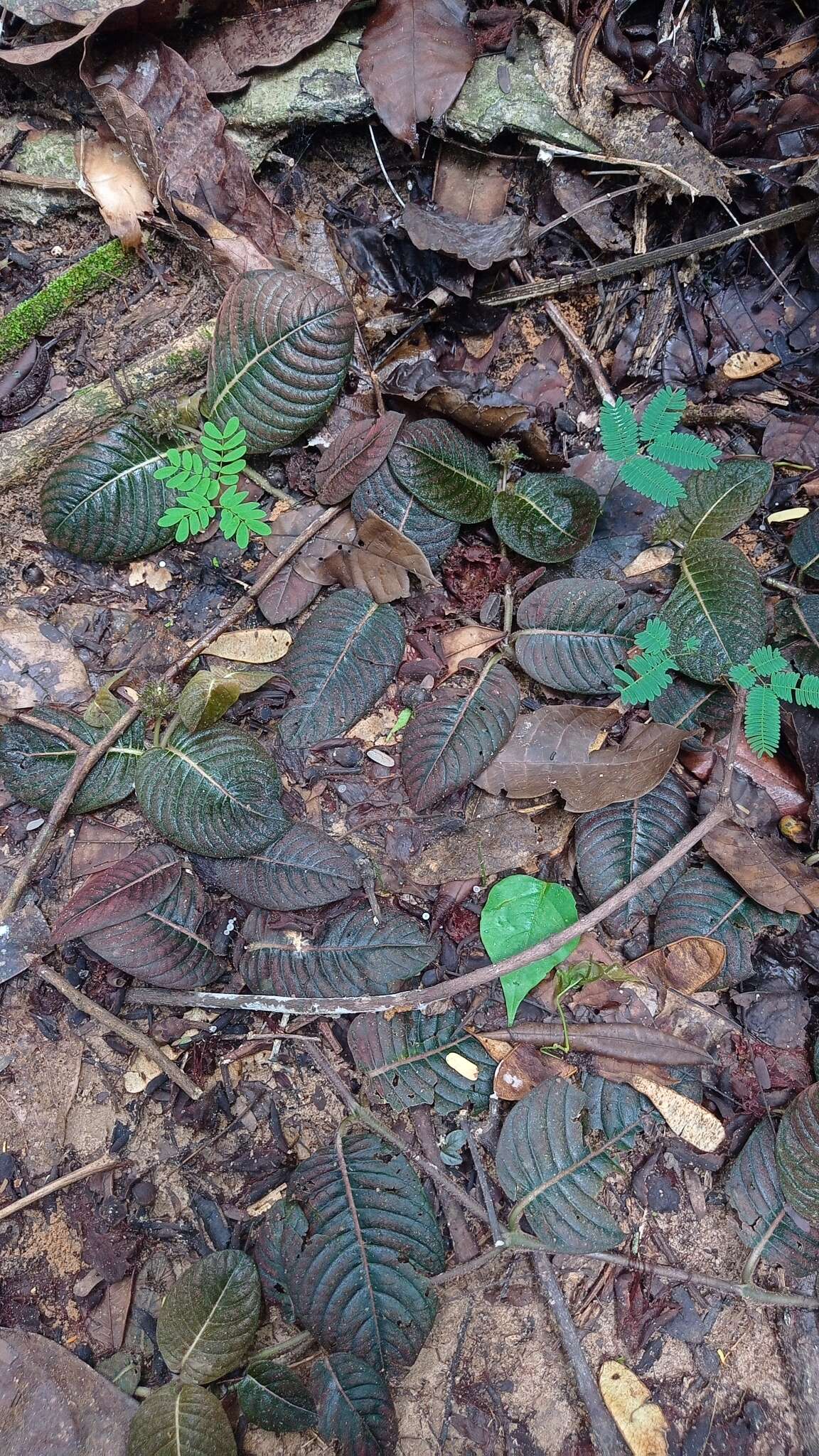 Image of Palicourea alba (Aubl.) Delprete & J. H. Kirkbr.