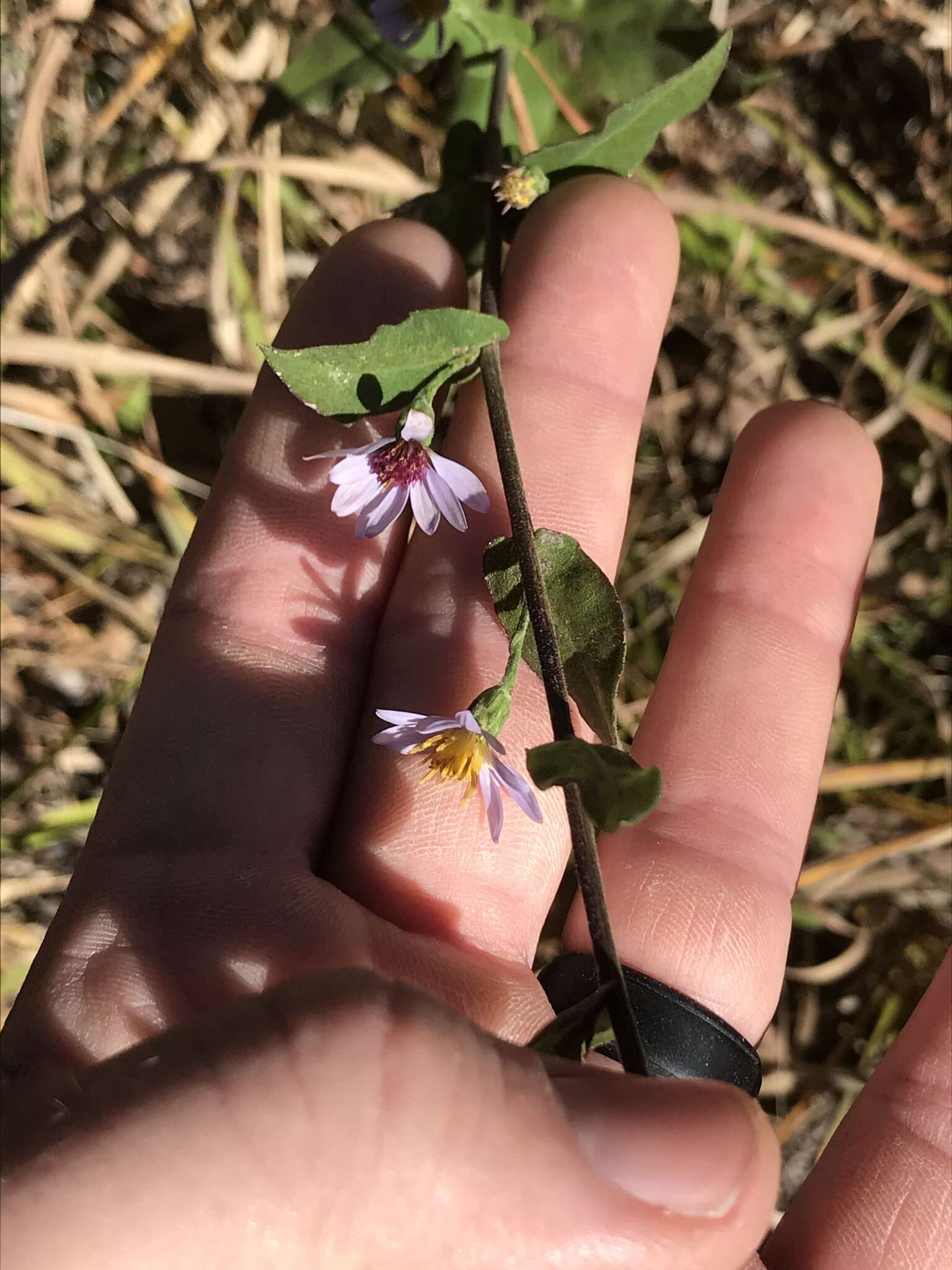 Image of wavyleaf aster