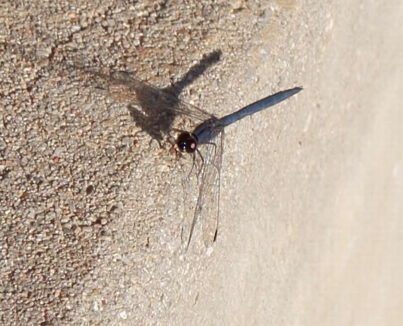 Image of Dark Dropwing