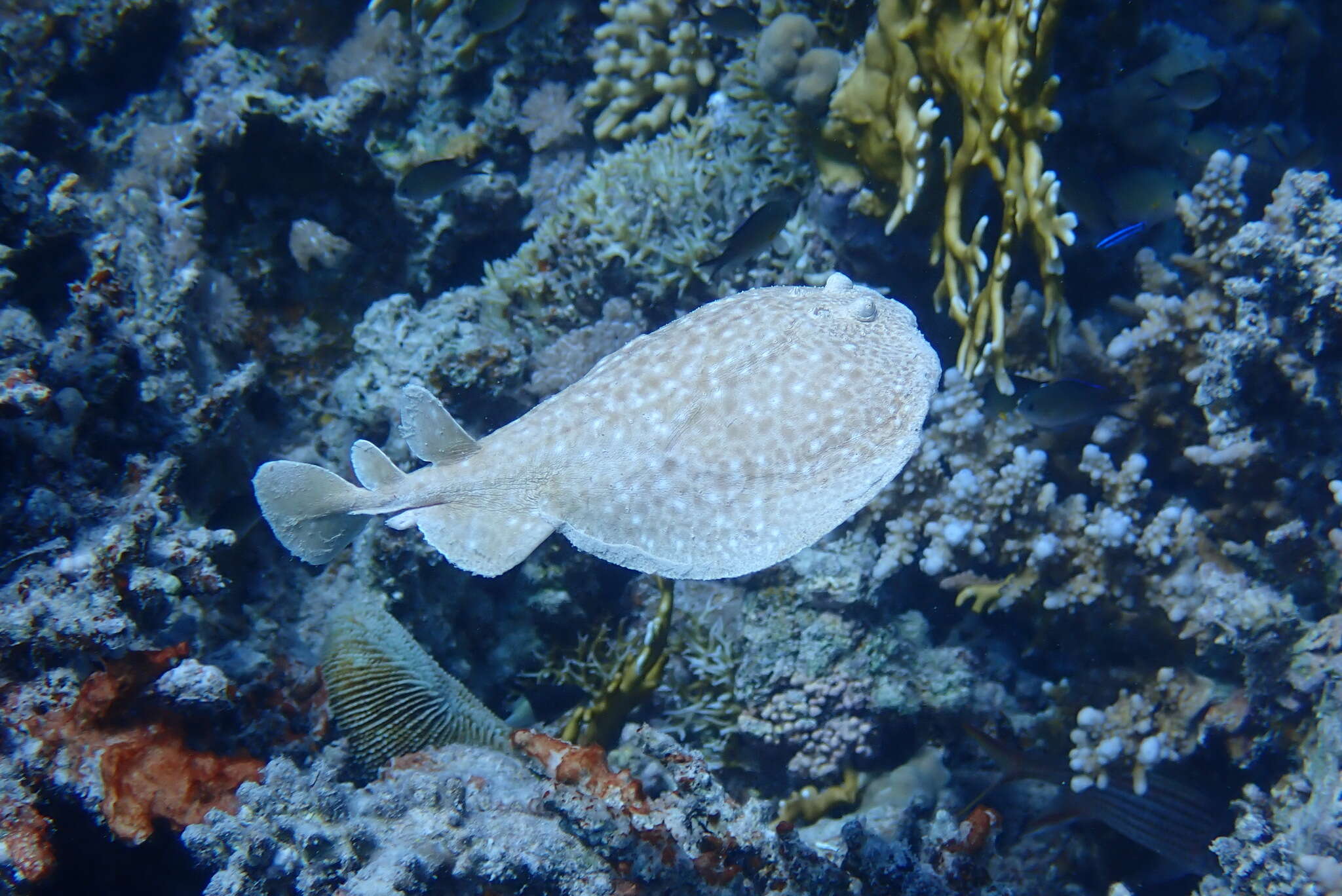 Image of Leopard Torpedo