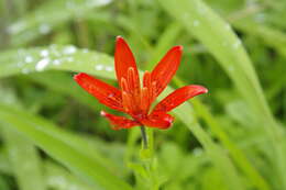 Lilium concolor var. partheneion (Siebold & de Vriese) Baker resmi