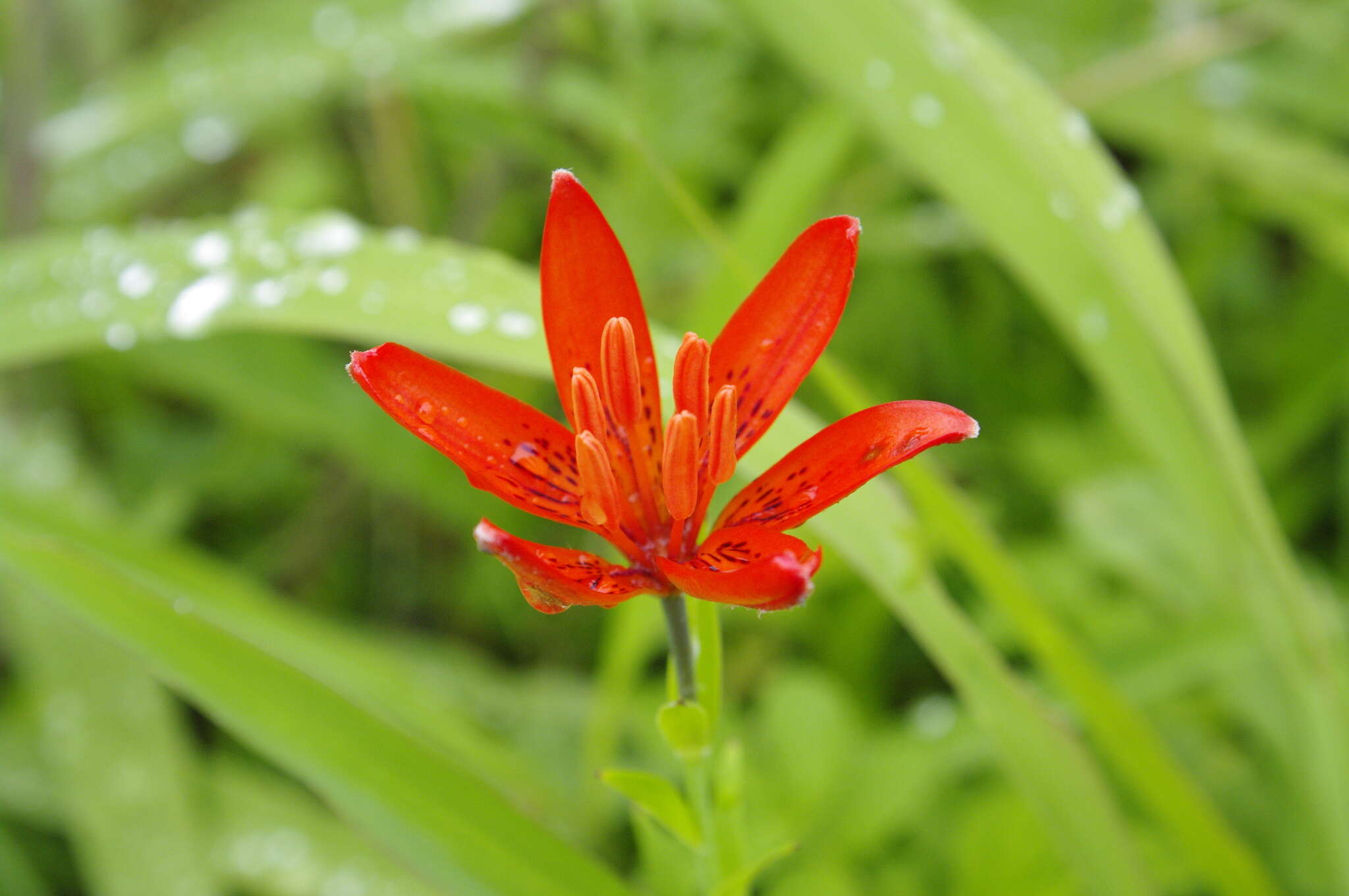 Lilium concolor var. partheneion (Siebold & de Vriese) Baker resmi