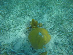 Image of Yellow tube sponge