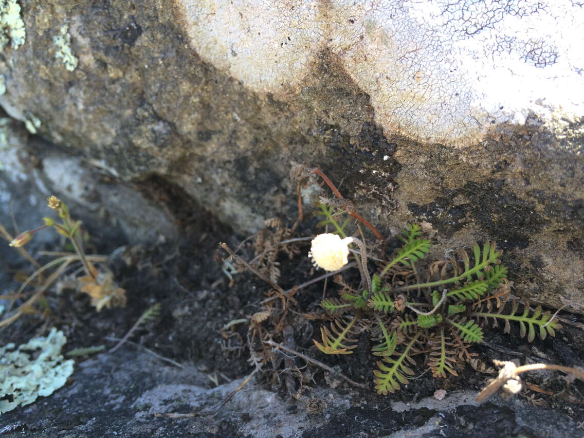 Image of Leptinella minor Hook. fil.