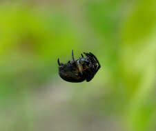 Image of Araneus nox (Simon 1877)