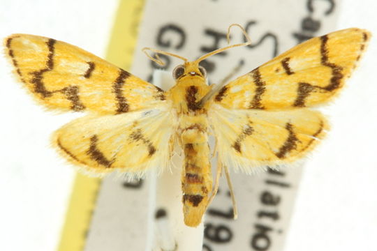Image of <i>Dichocrocis erixantha</i> Meyrick 1886