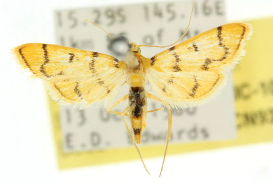 Image of <i>Dichocrocis erixantha</i> Meyrick 1886