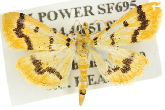 Image of <i>Dichocrocis clytusalis</i>