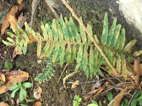 Polypodium plesiosorum Kunze的圖片