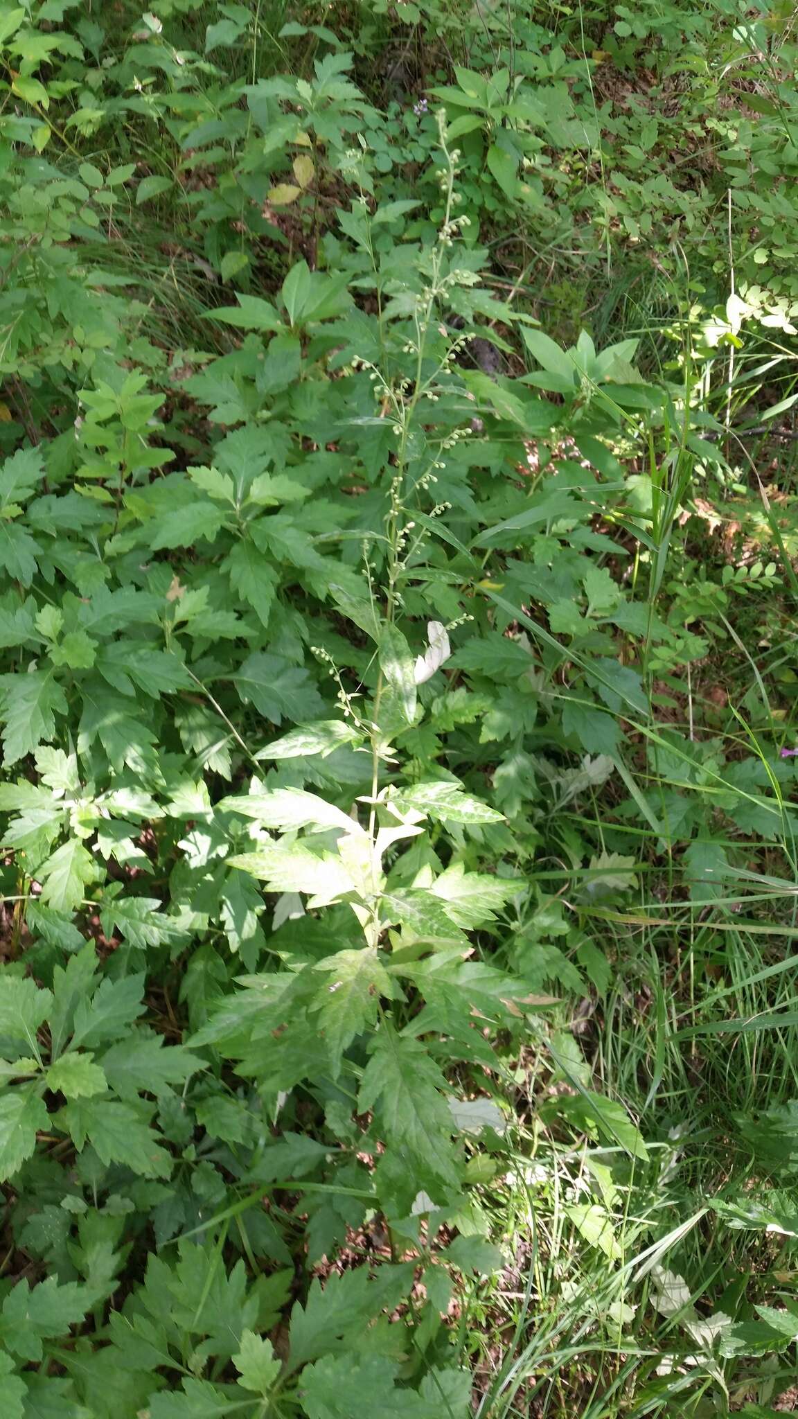 Image of Artemisia stolonifera (Maxim.) Kom.