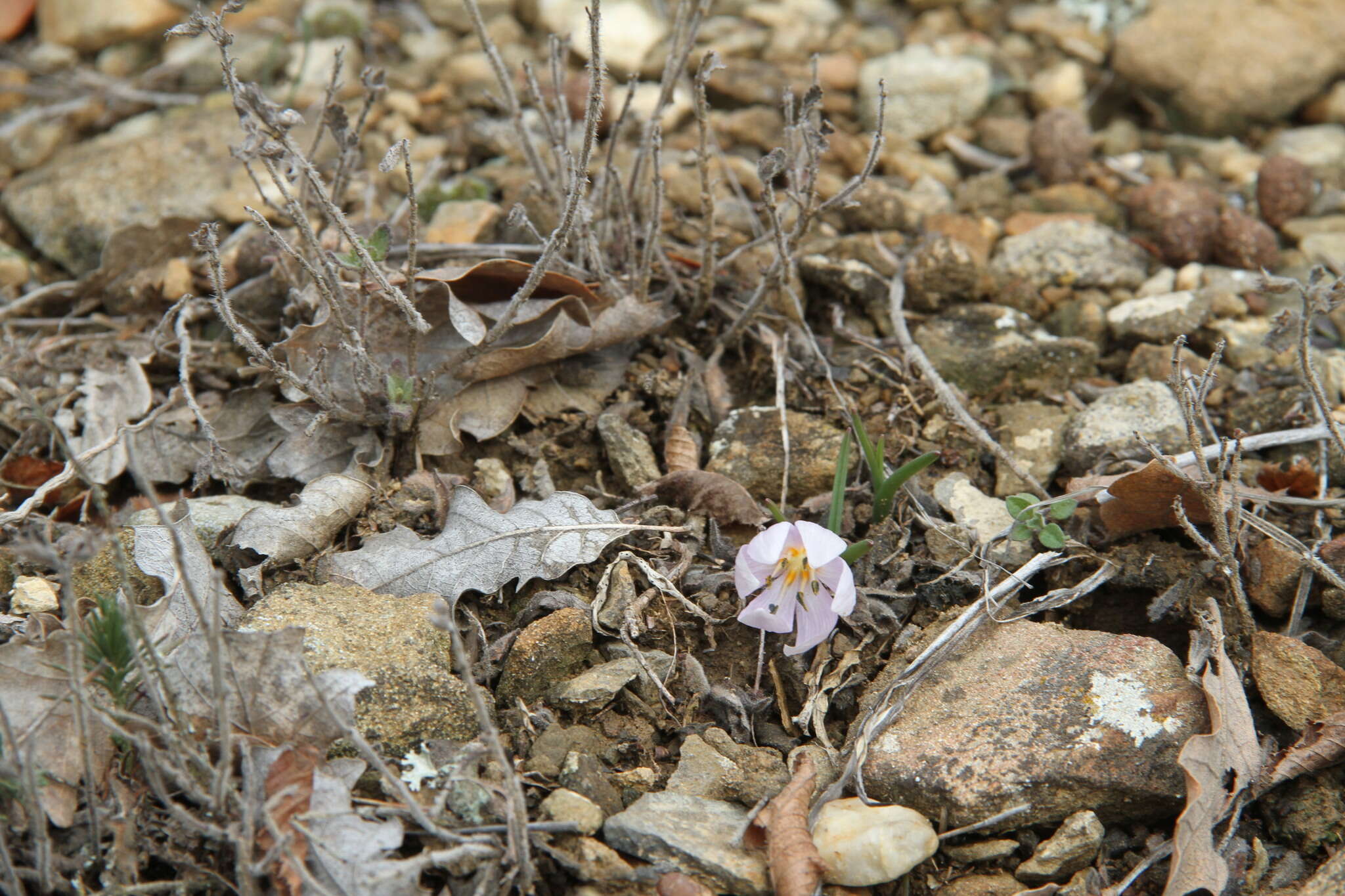 Image de Colchicum triphyllum Kunze