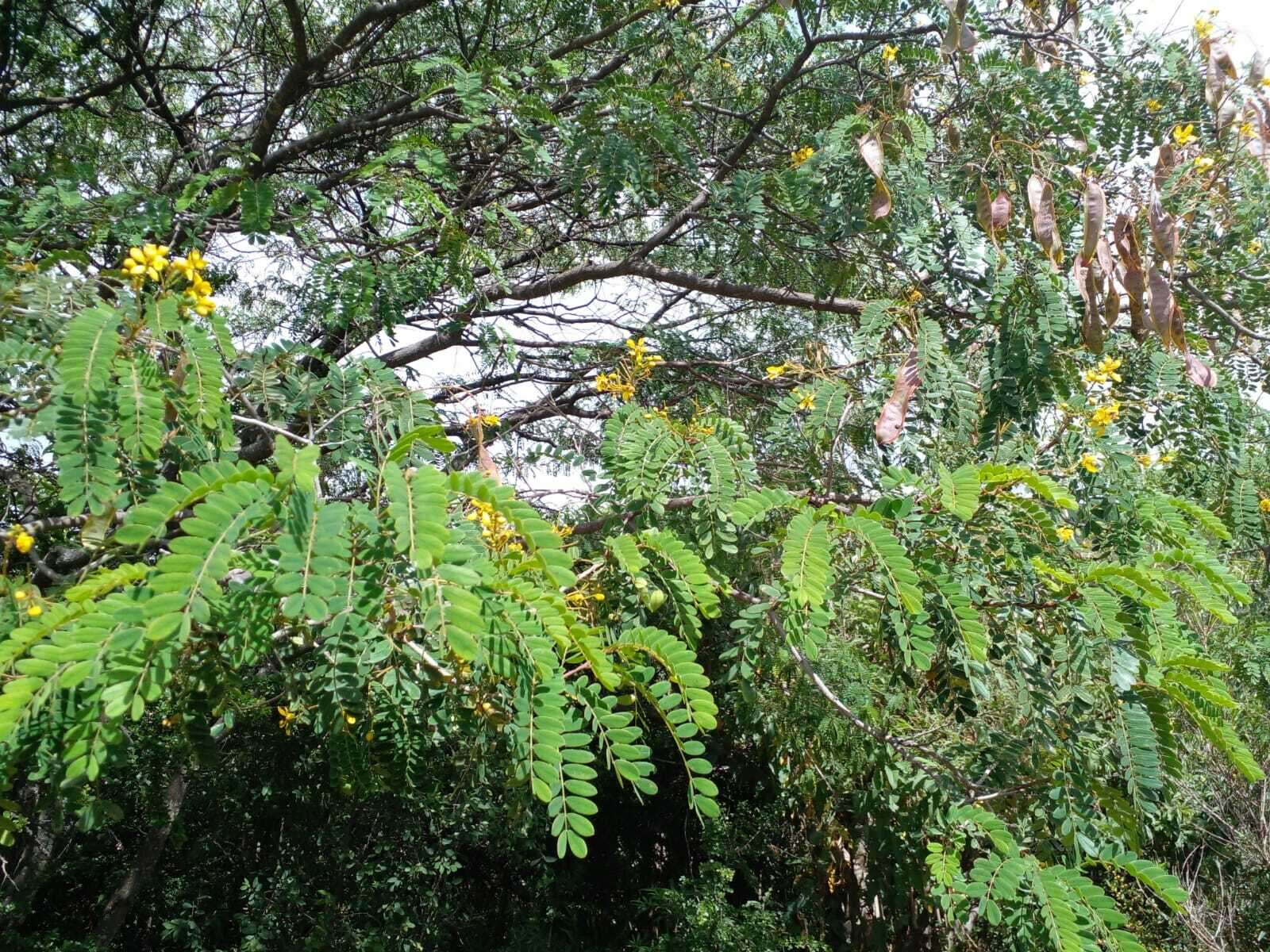 Senna polyantha (Collad.) H. S. Irwin & Barneby resmi