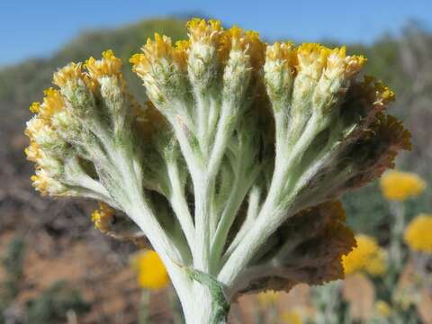 Image of Helichrysum hebelepis DC.