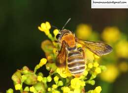 Image of Andrena chengtehensis Yasumatsu 1935