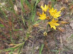 Image of Coast Range triteleia