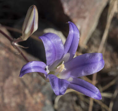 Sivun Brodiaea elegans subsp. elegans kuva