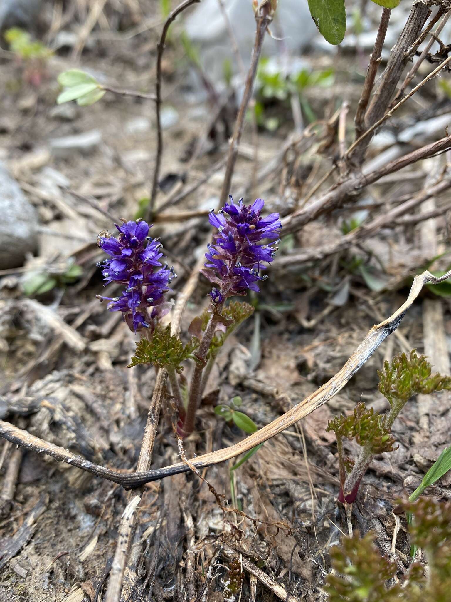 Image of featherleaf kittentails