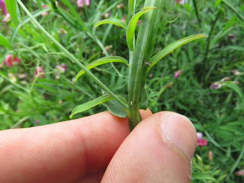 Imagem de Lathyrus clymenum L.