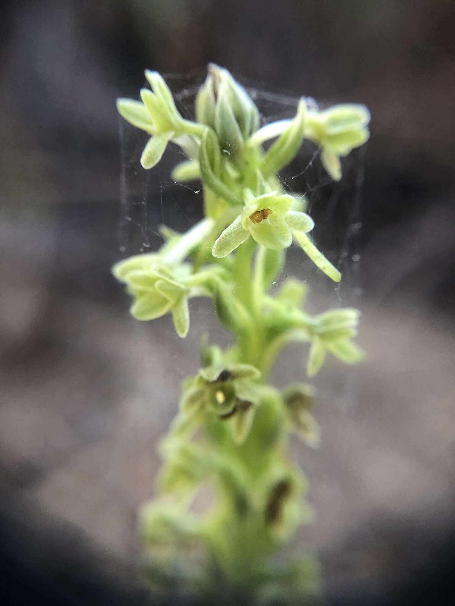 Image of Michael's rein orchid