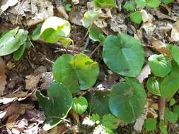 Image of Asarum rosei Sinn