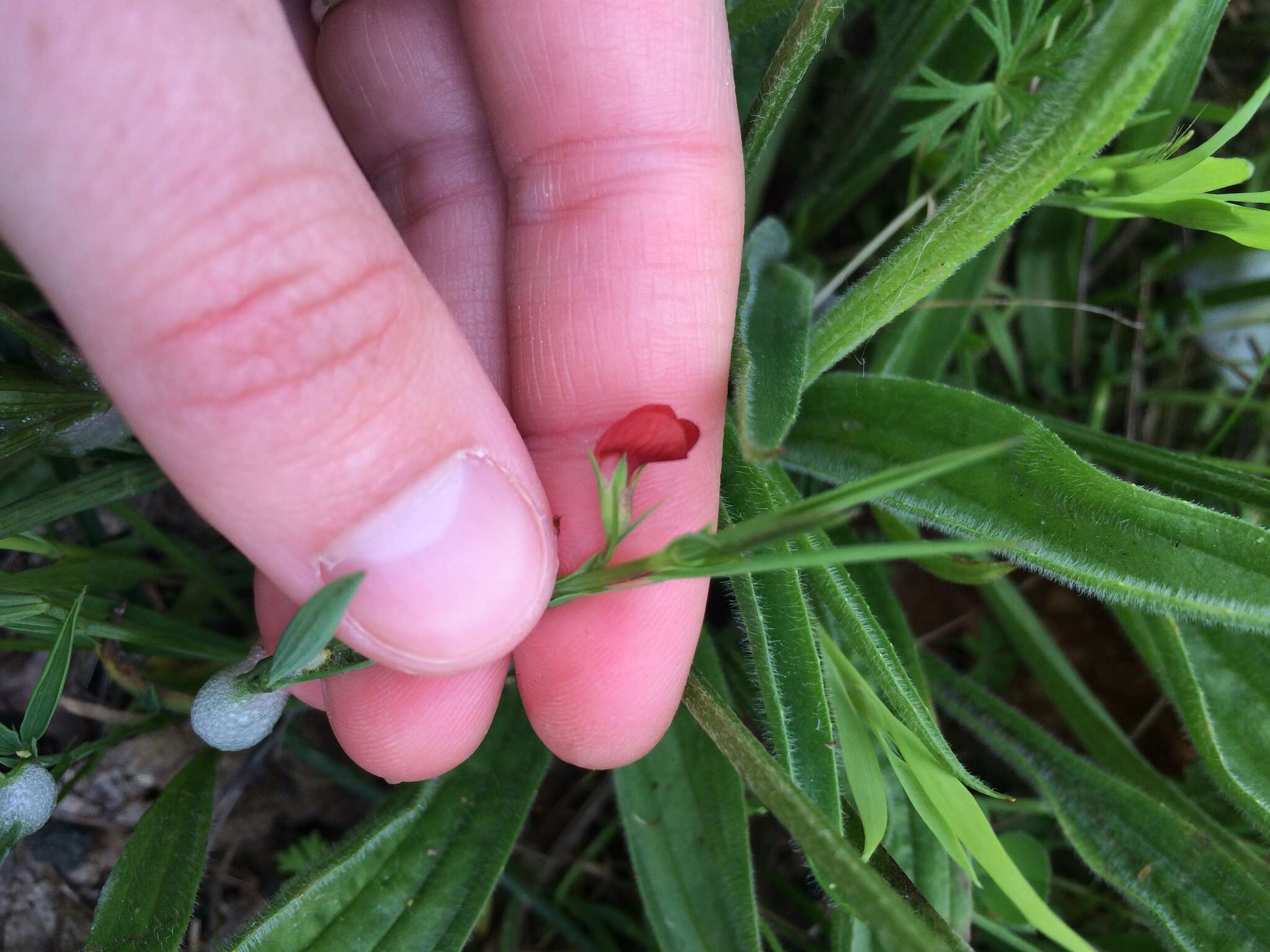 Lathyrus sphaericus Retz. resmi