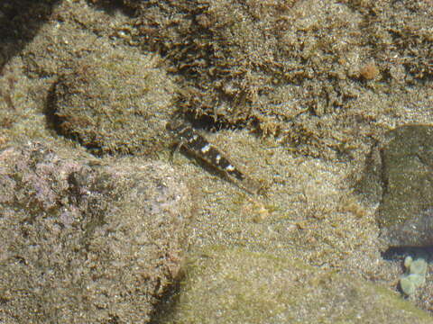 Image of Mauligobius