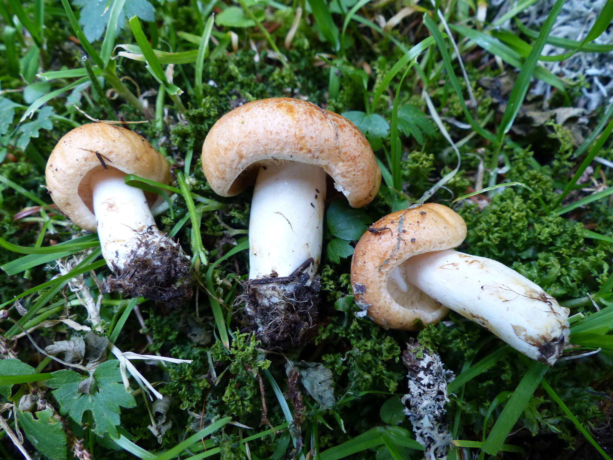 Image of Lactarius zonarioides Kühner & Romagn. 1953