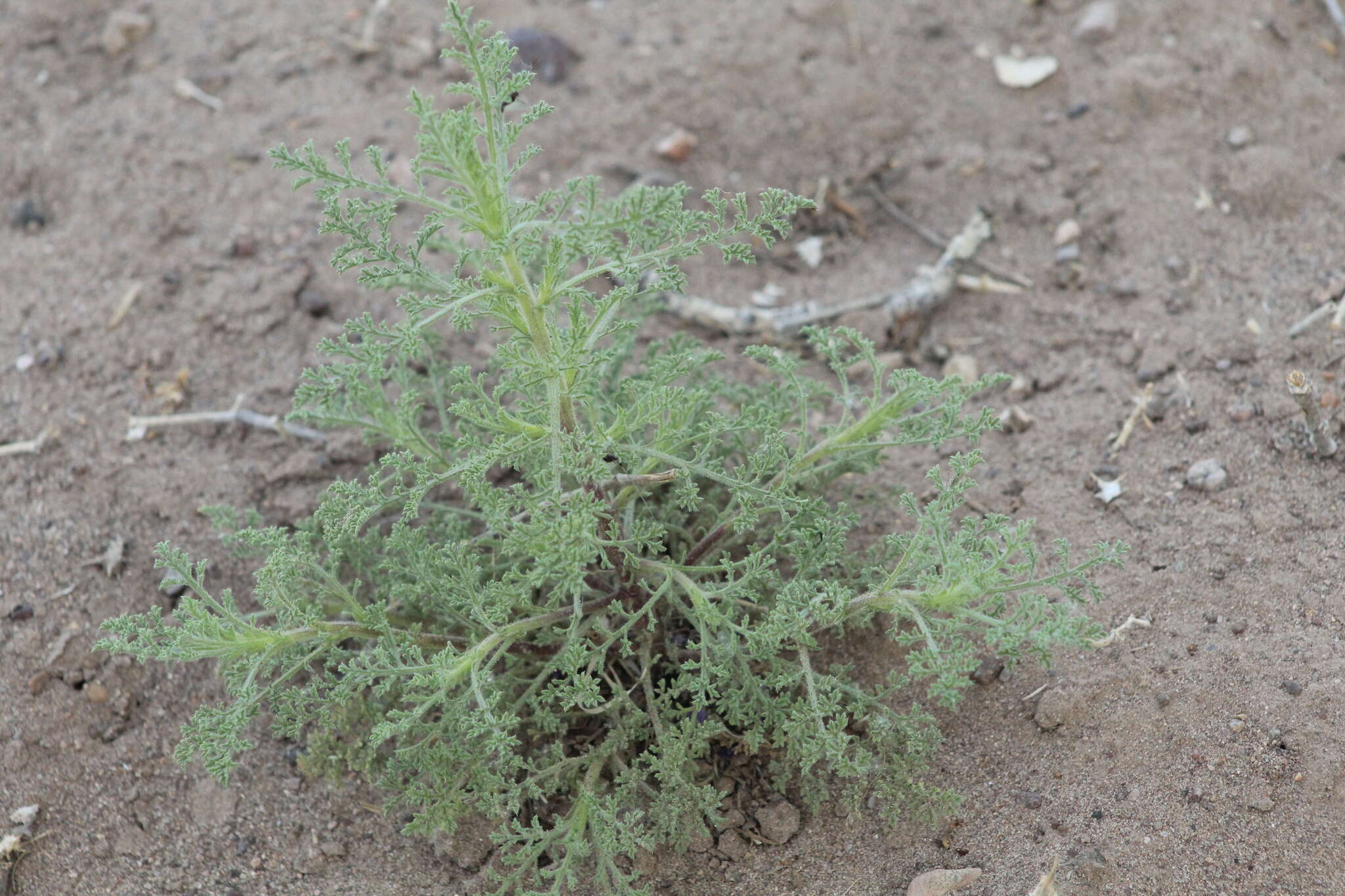 Image de Hedosyne ambrosiifolia (A. Gray) Strother