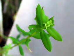 Image of Linum quadrifolium L.