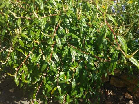 Image de Cotoneaster salicifolius Franch.