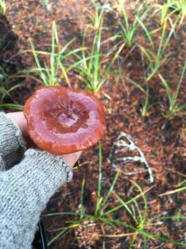 Image of Rufous Milkcap