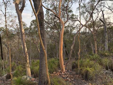 Image of lemonscented gum