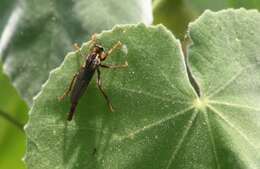 Image of <i>Scleropogon texanus</i>