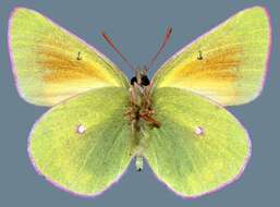 Image of <i>Colias <i>meadii</i></i> meadii