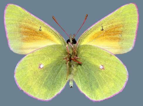 <i>Colias <i>meadii</i></i> meadii resmi