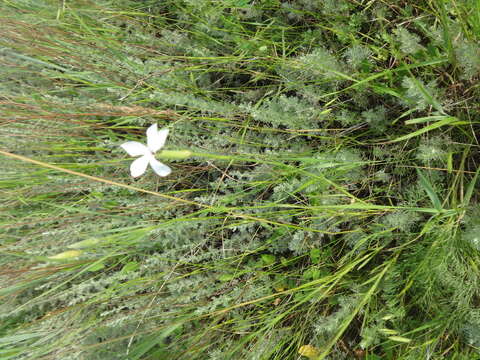 Image of Dianthus monadelphus subsp. pallens (Smith) Greuter & Burdet