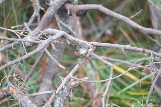 Image of Brown Scrubwren