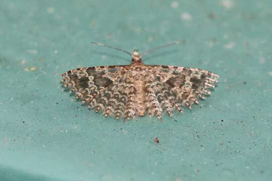 Image of twenty-plume moth