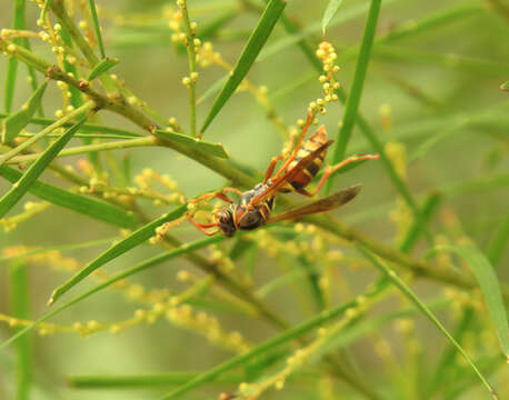 Image de Polistes humilis synoecus de Saussure 1853