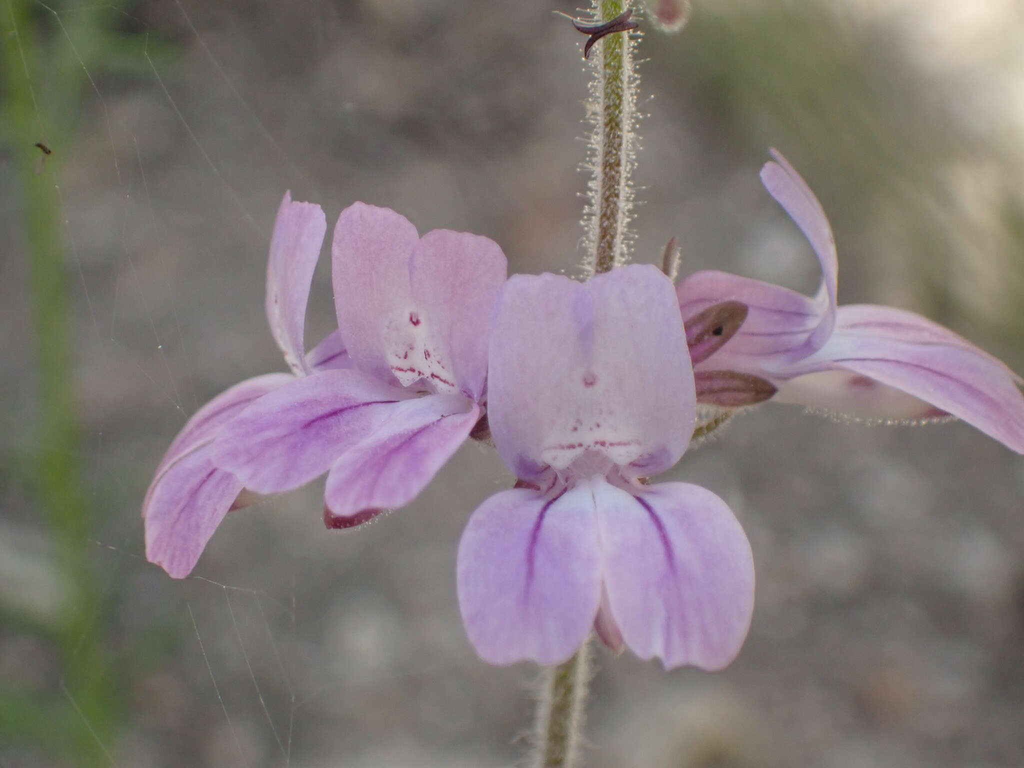 صورة Collinsia heterophylla var. austromontana (Newsom) Munz