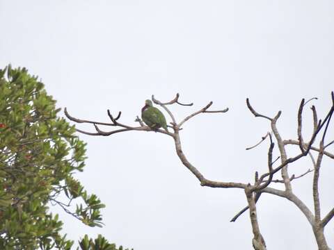 Image of Claret-breasted Fruit Dove