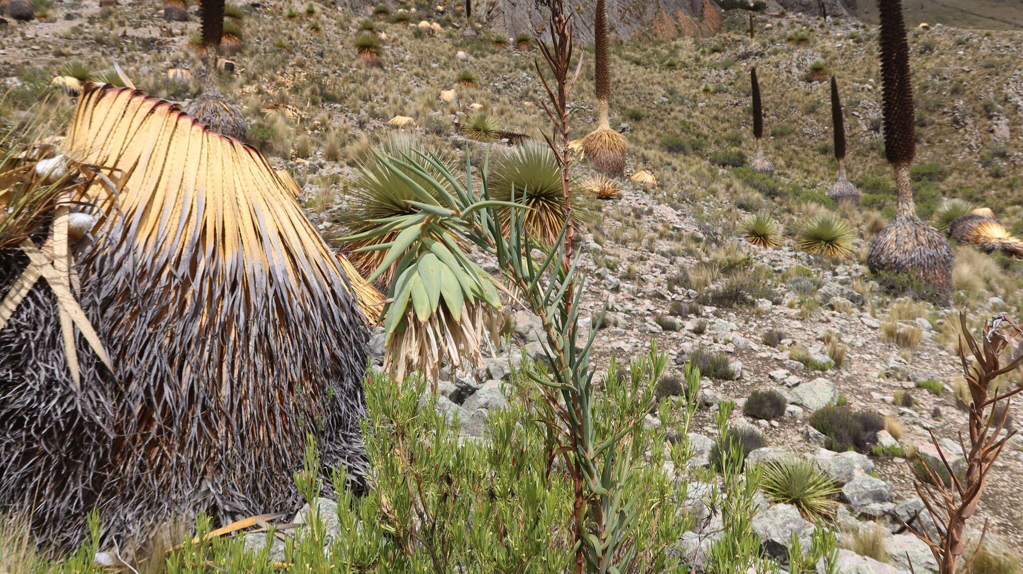 Image of Bomarea involucrosa (Herb.) Baker