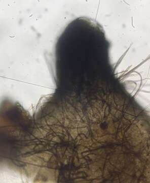 Image of Podospora leporina (Cain) Cain 1962